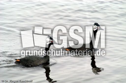 Rollandtaucher (1 von 8).jpg